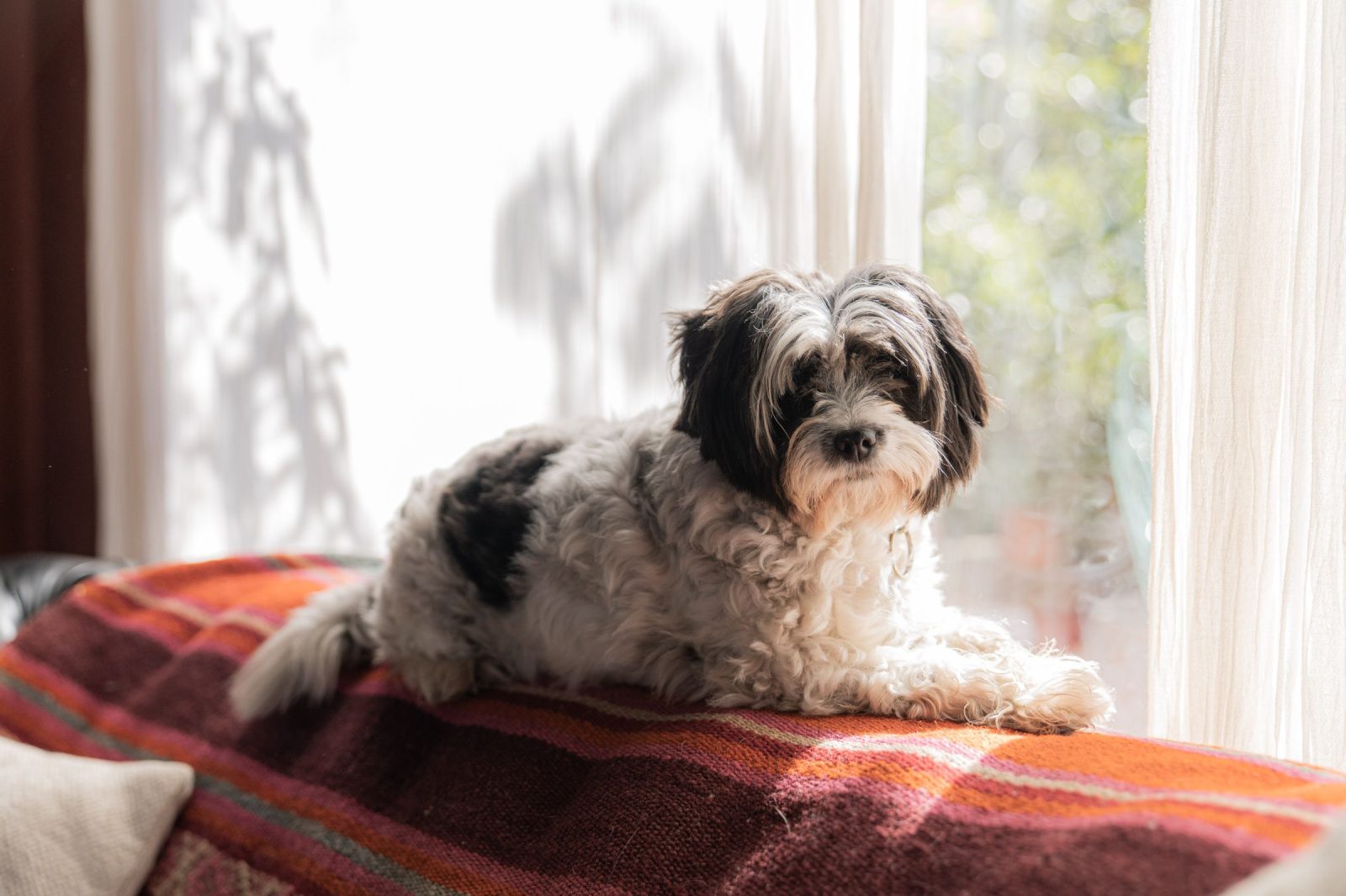 Een klein zwart-wit hondje op een bank met een gestreepte plaid, voor een zonnig raam
